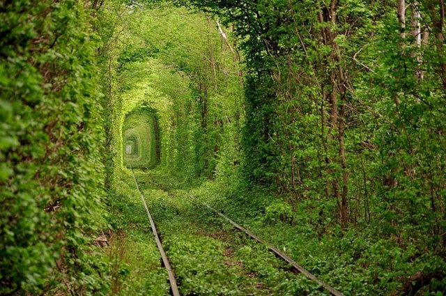 Napuštena pruga pretvorila se u veličanstveni zeleni tunel.