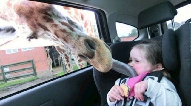 Prvi put je vidjela žirafe, no to joj na kraju nije bilo zanimljivo iskustvo.