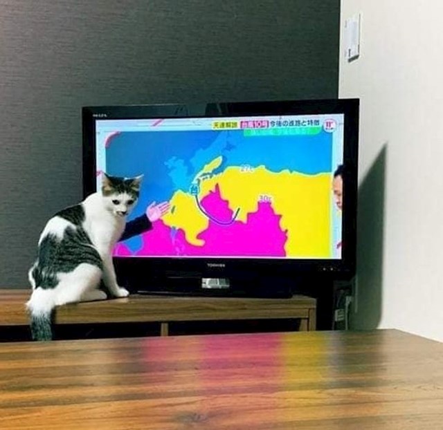 Mačka koja vam objašnjava vremensku prognozu