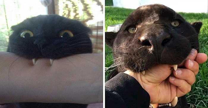 Netko je primijetio da su crne pantere po mnogo čemu slične kućnim mačkama