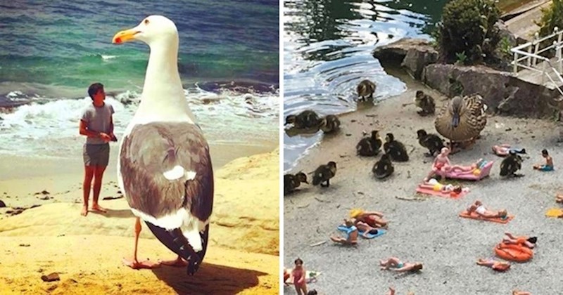 15 zbunjujućih fotografija zbog kojih ćete na trenutak prestati vjerovati svojim očima