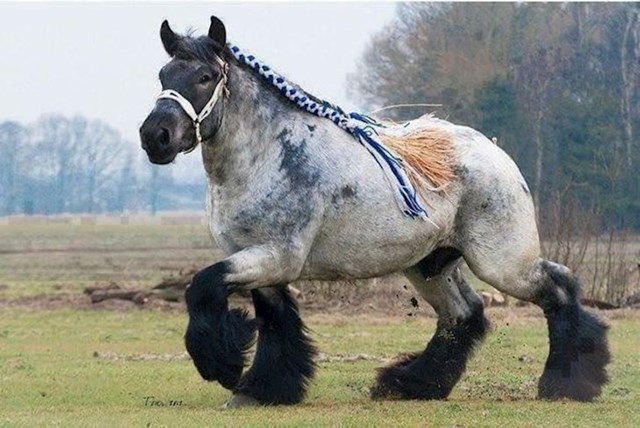 Prekrasna rasa konja koja je bila popularna još u vrijeme Rimskog carstva