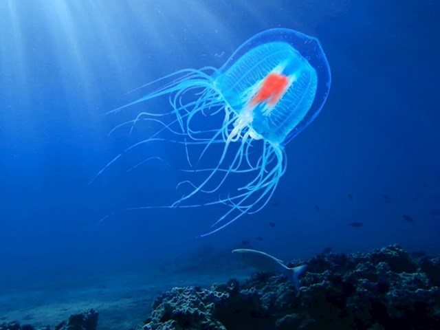 Besmrtna meduza Turritopsis Dohrnii
