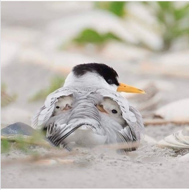 Mama ptica sakrila je svoje ptiće ispod krila...