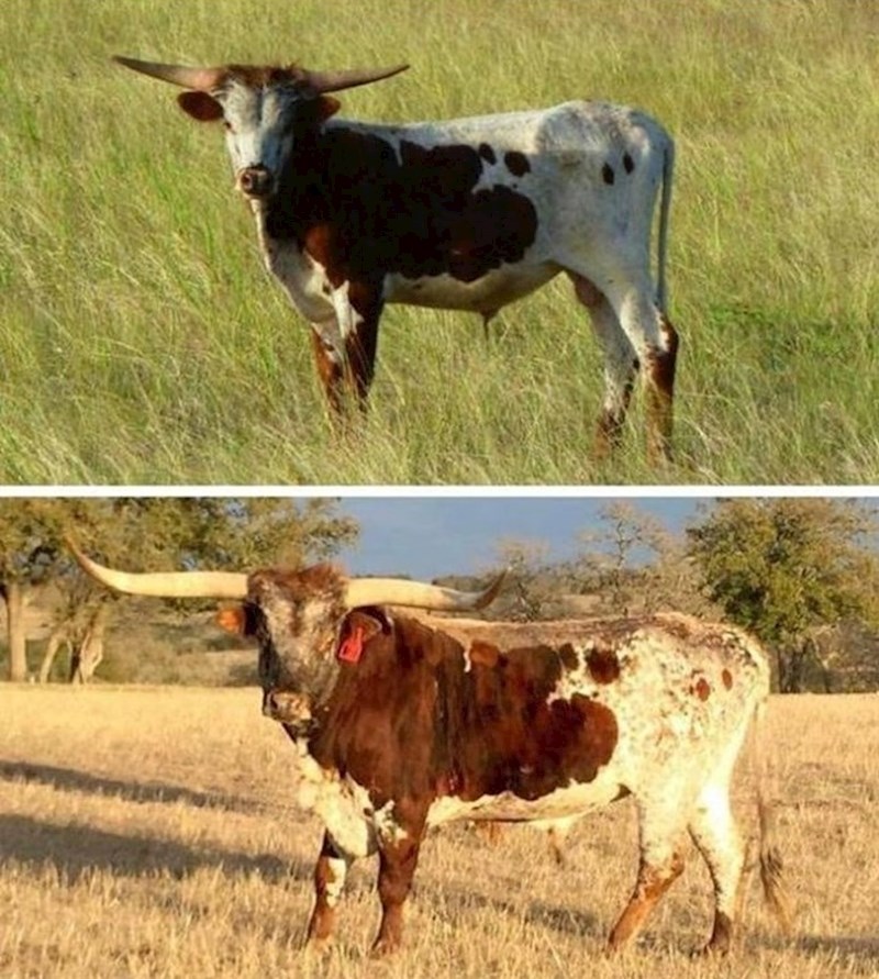 "Dok sam pregledavao svoje stare fotografije, primijetio sam da sam slučajno dva puta slikao istog bika u vremenskom razmaku od 5 godina."