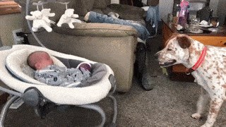 "Igraj se sa mnom!" Pas je pokušavao nagovoriti bebu da mu baca lopticu