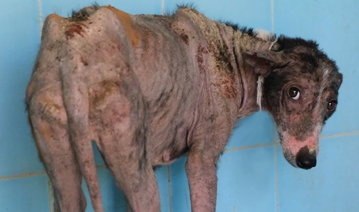 VIDEO Bolesni pas bez dlake se pretvorio u prekrasnog ljubimca punog životne energije