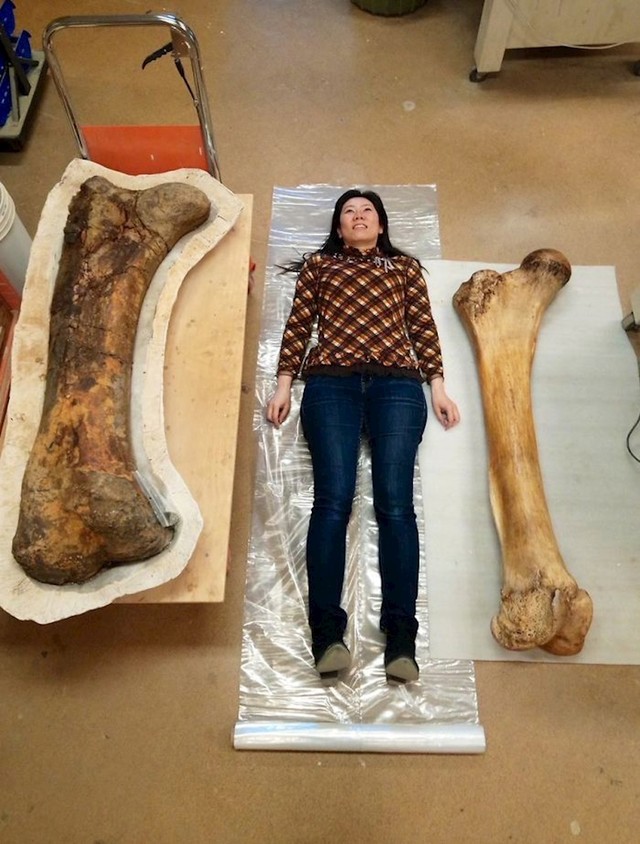 Lijevo od nje je bedrena kost dinosaura Triceratopsa, desno od nje je bedrena kost slona.