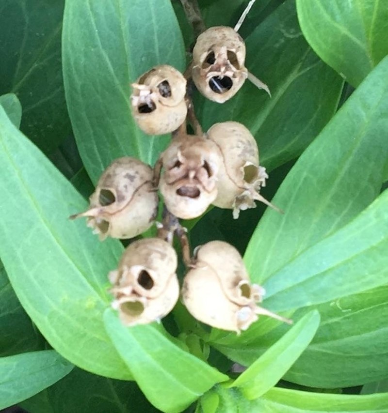 Cvjetovi koji izgledaju kao mrtvačke glave