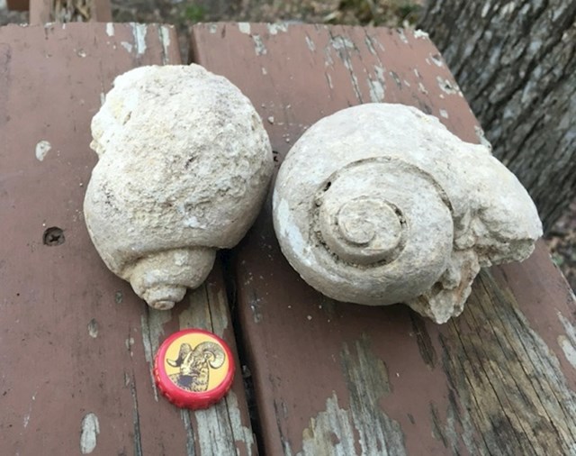 "Dok sam kopao u dvorištu, našao sam dva fosila."