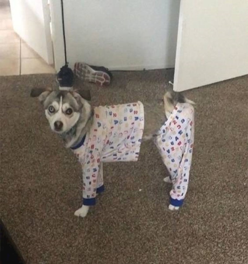 Ljude sa slabim vidom bi ova fotka mogla jako zbuniti...