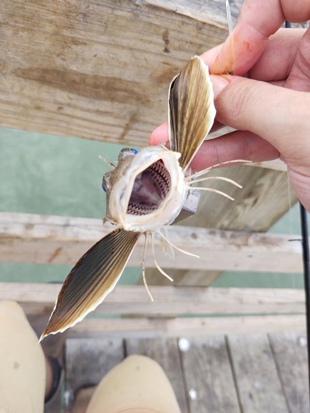 Ovo nije igračka. Ova je riba s krilima slikana s prednje strane.