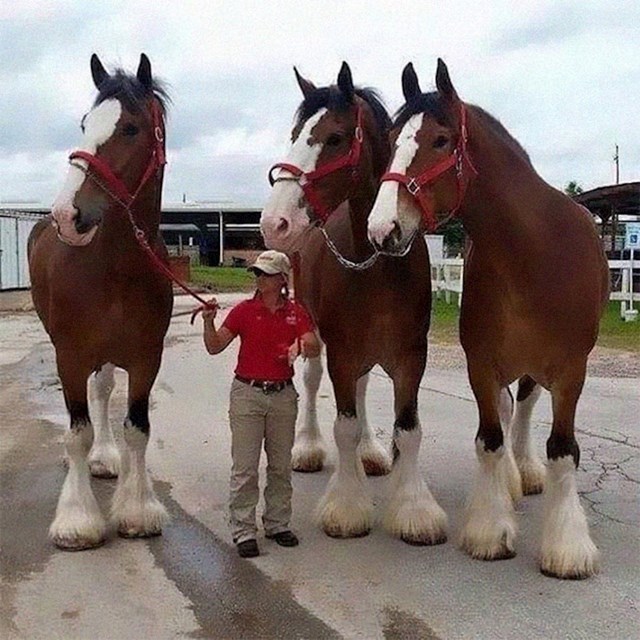 Veliki Clydesdale konji