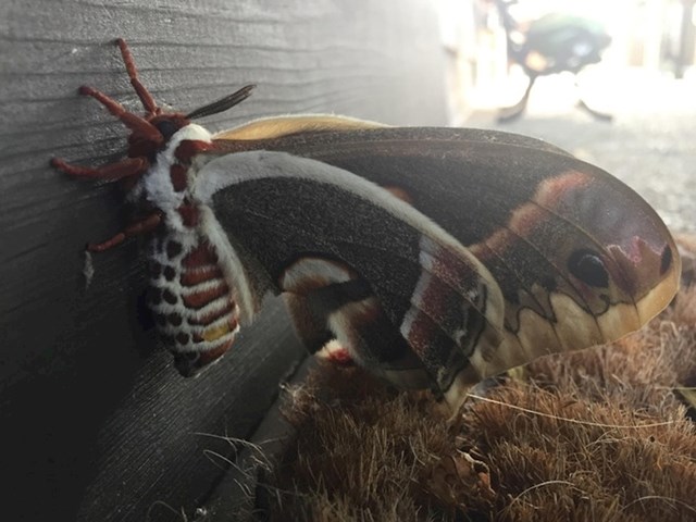 Vidite li i vi glavu zmije na krilima ovog moljca?