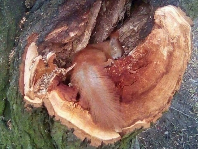 15 fotografija zbog kojih ćete na trenutak zaboraviti sve svoje probleme mališan se umorio, našao je sebi zanimljivo mjesto za spavanje.