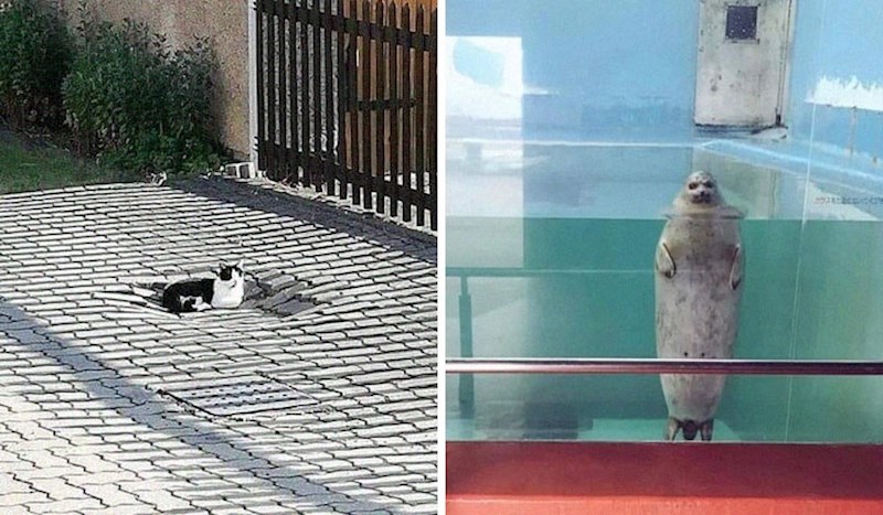 Ljudi su podijelili slike životinja koje izgledaju strašnije nego što zapravo jesu, rezultat je genijalan