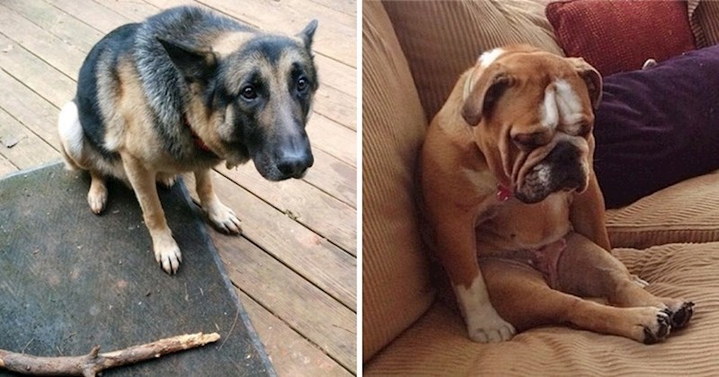 15 slatkih slika dobrih pasa koji su imali jako, jako loš dan