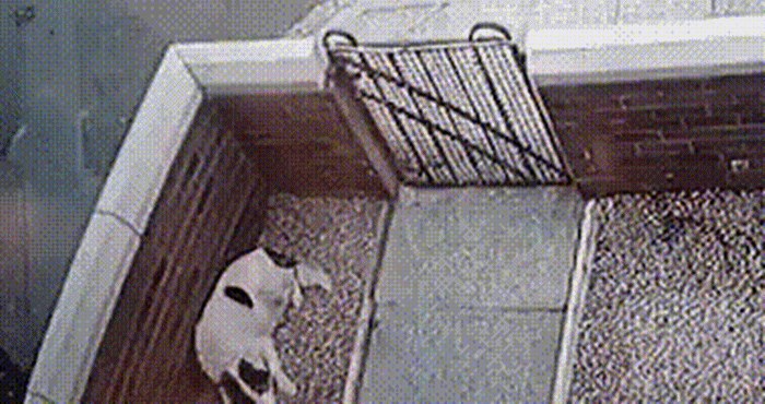 Pas je mirno ležao u dvorištu, a onda se dogodilo nešto što ga je potpuno zbunilo