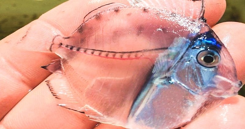 20 čudnih životinja koje izgledaju kao da su iz filmova znanstvene fantastike