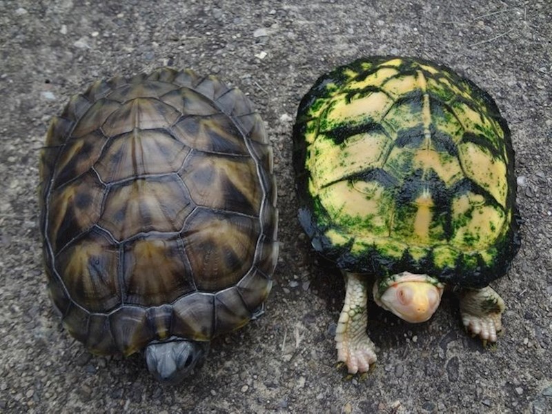 Melanistička i albino kornjača, jedna pokraj druge