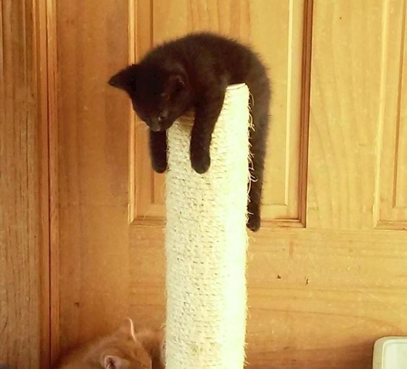 "Zaspala je dok se igrala na grebalici."