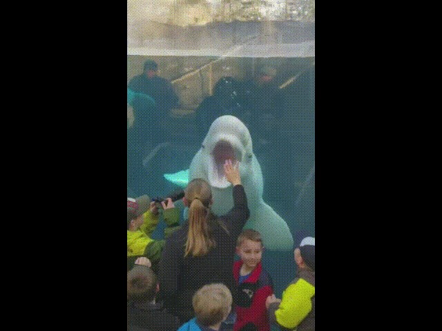 KIT ZAFRKANT Koliko god miroljubivo izgledale, neke životinje jednostavno imaju poseban smisao za humor