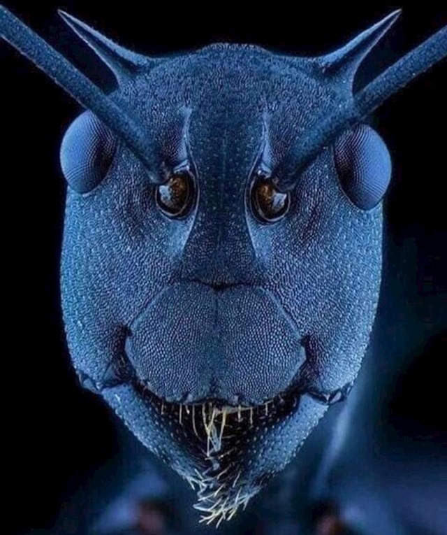 Lice mrava slikano pod elektronskim mikroskopom