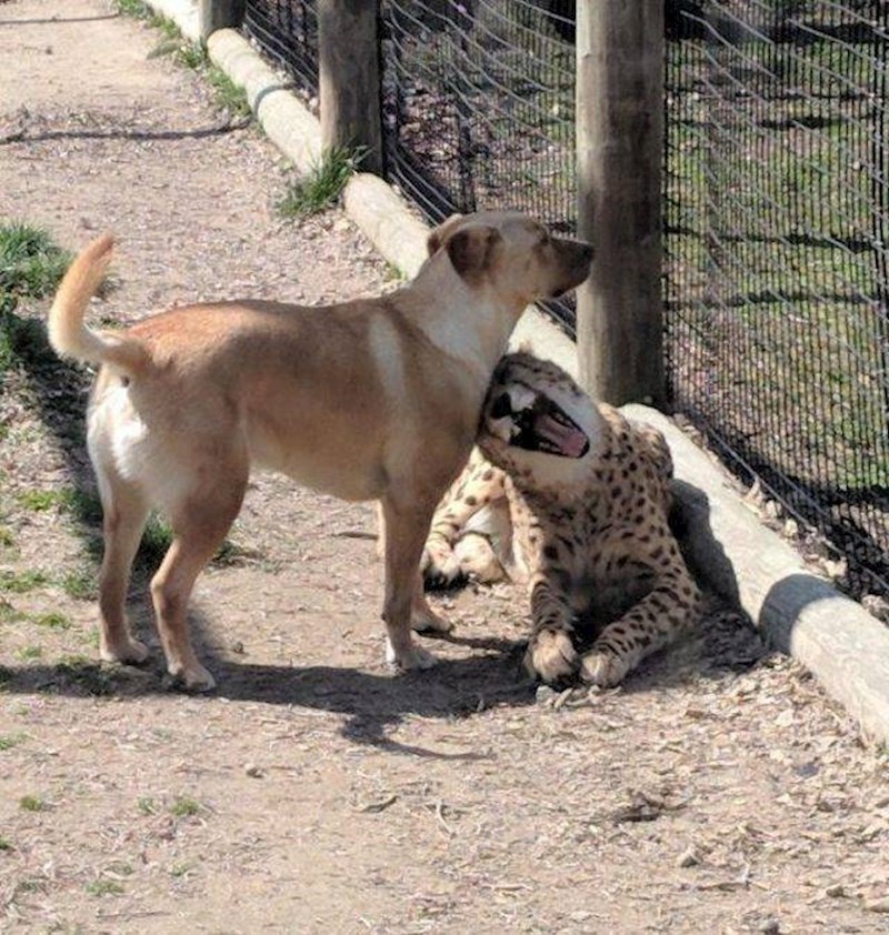 A rekli su mu da je opasan...