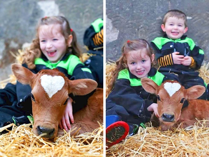Ovo tele je rođeno na Valentinovo, i ne, fotka nije fotošopirana.