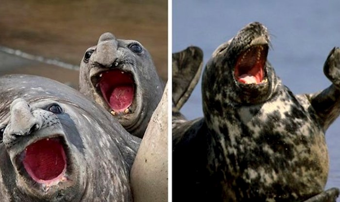 25 tuljana koji izgledaju kao da su čuli najsmješniji vic ikad