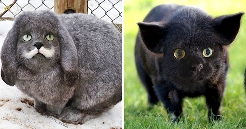 Ovako bi 20 različitih životinja izgledalo da imaju mačja lica