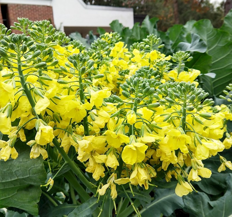 Evo što se dogodi s brokulom ako predugo ostane u zemlji.