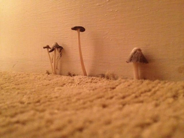 Hotel je pun vlage pa u sobi rastu gljive.