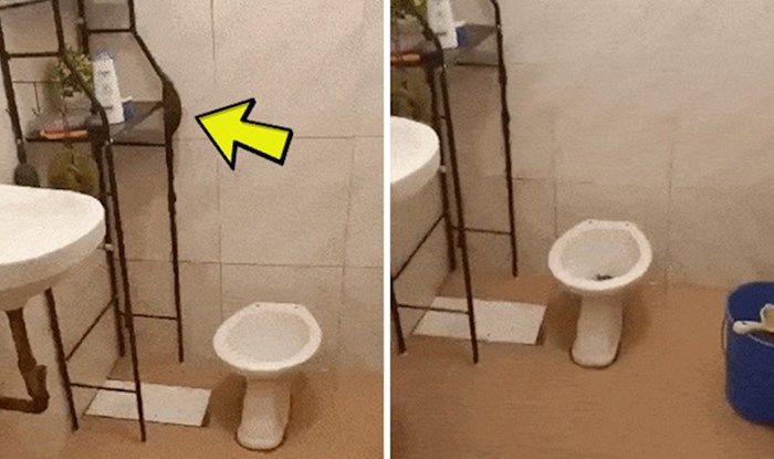 Žena nije mogla vjerovati svojim očima kad je vidjela što se događa u WC-u, pogledajte što je snimila