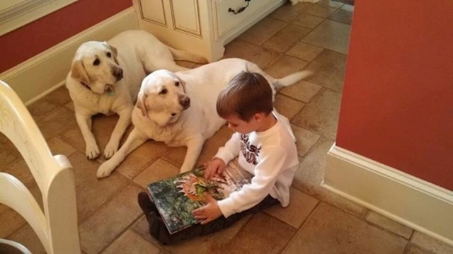 Dječačić je psima čitao priču, pažljivo su ga slušali.