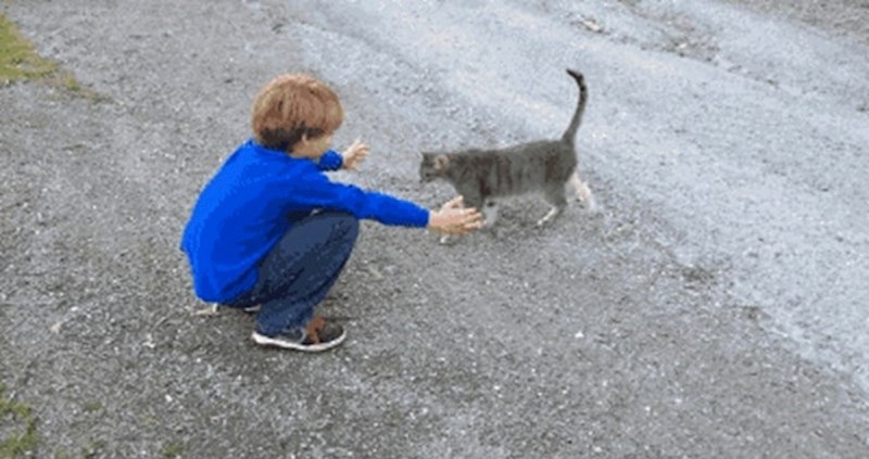Dječak se pokušavao družiti s mačkom, a onda se dogodilo nešto potpuno neočekivano