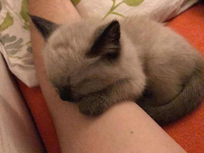 "Moj novi mačić mi je zaspao na ruci i sad se ne mogu pomaknuti."