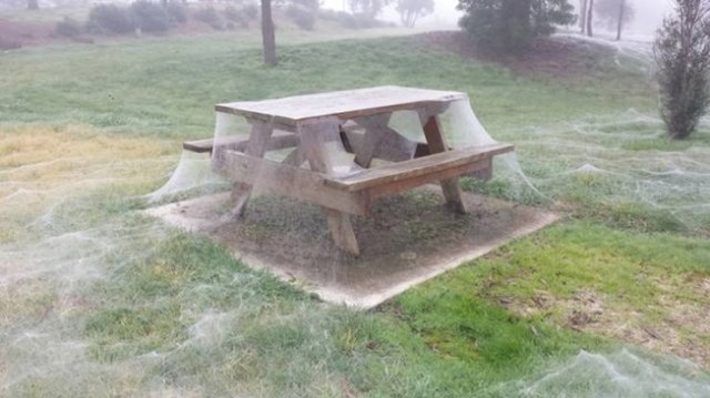 Magla? Ne. Ovaj park je prekriven paučinom.