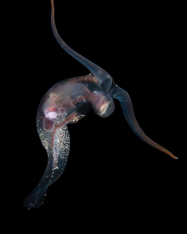 Phylliroe bucephalum