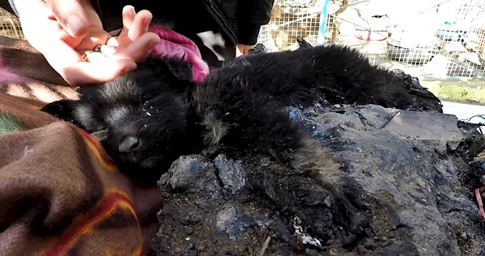 VIDEO Štenci su upali u katran i bespomoćno plakali, a onda je stigao spas