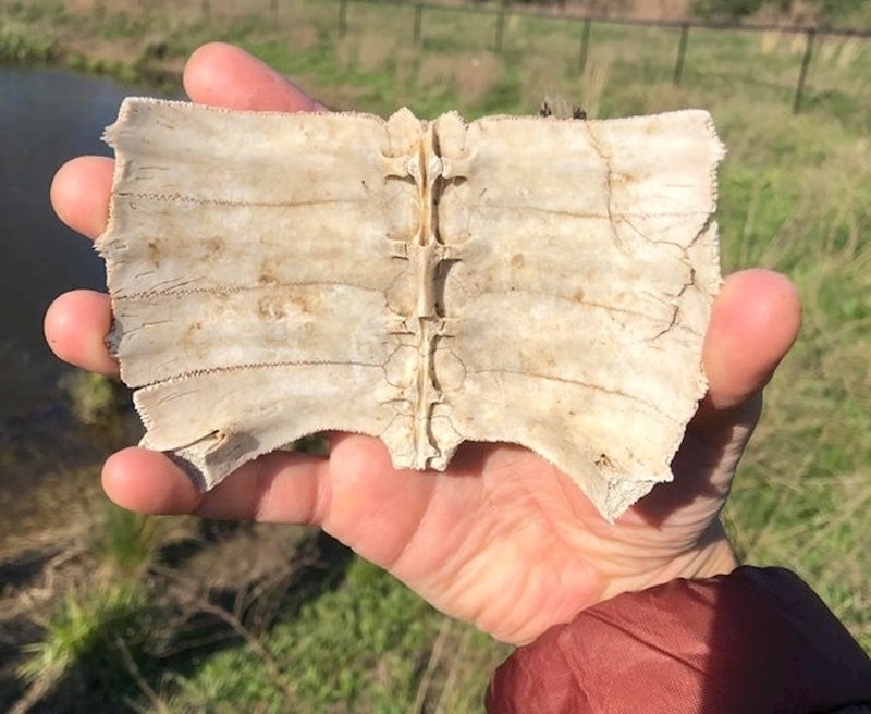 Unutarnja strana kornjačinog oklopa