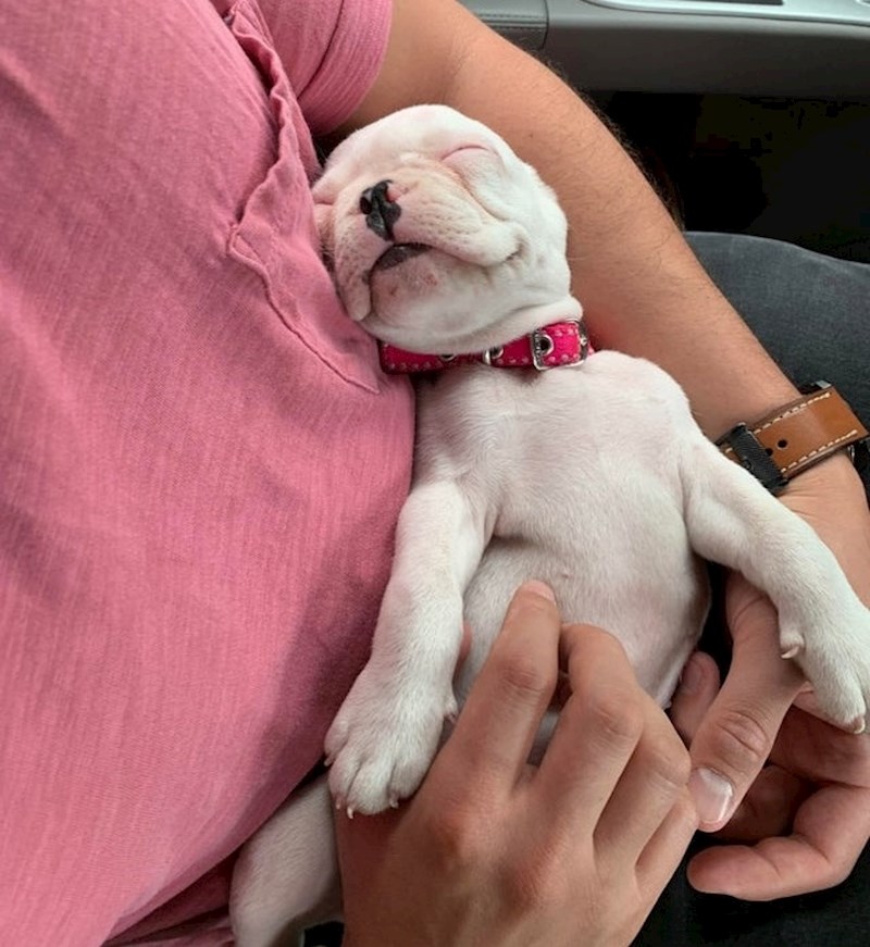 "Molly voli spavati dok joj češkam trbuščić."