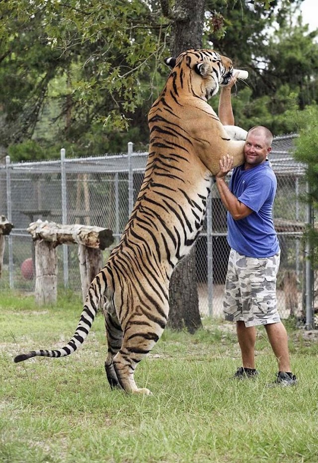 Sibirski tigar u usporedbi s čovjekom