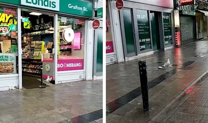 VIDEO Prolaznik je primijetio da se događa nešto čudno, uspio je snimiti nesvakidašnju scenu