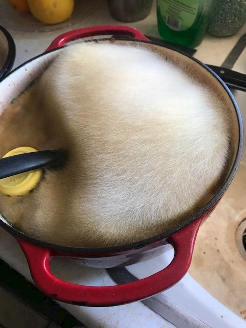 "Tjedan i pol nisam bio kod kuće zbog upale pluća. Evo što se dogodilo s ostacima hrane koji su ostali u kuhinji..."