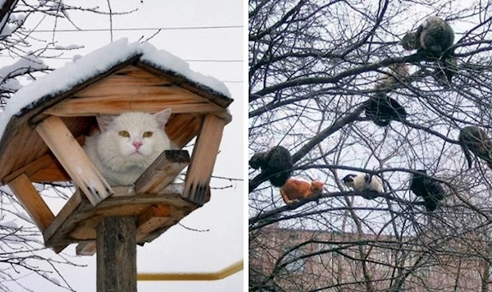 18 smiješnih slika mačaka koje pokušavaju živjeti kao ptice