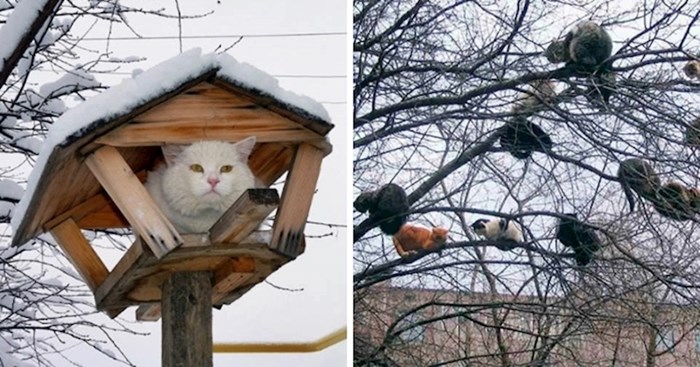 18 smiješnih slika mačaka koje pokušavaju živjeti kao ptice