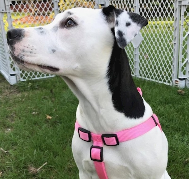 Pas koji na uhu ima sliku psa?!