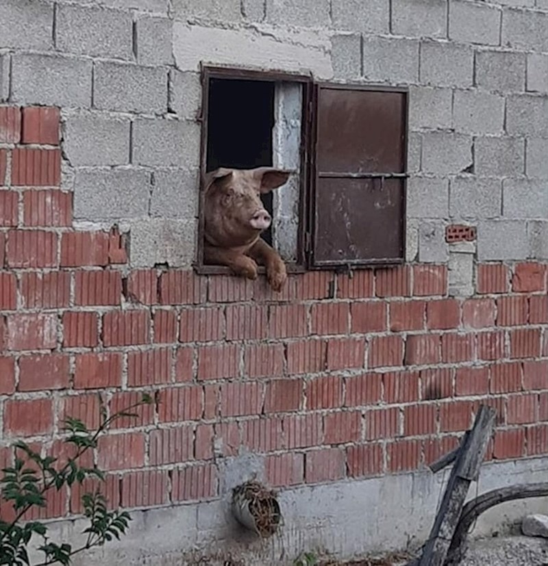 Pogledajte tko ga je gledao s prozora: