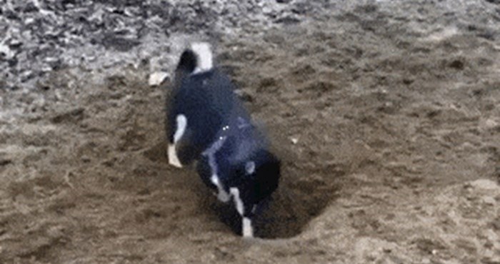 Pas je počeo divljački kopati rupu, a onda je uslijedilo nešto što je nasmijalo vlasnika